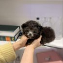 토이켄넬 이미지