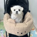 낫쏘빅 도로시 강아지유모차 / 해리스펫 베리모어 투웨이 베이지&amp;월넛 라이너+컴포터+볼스터 후기