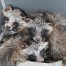 광주광역시야생동물구조관리센터 이미지