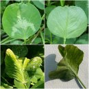 한잎클로버 이미지