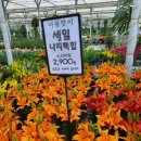 남사화훼단지 예삐플라워 립살리스 구매 후기 | 용인 꽃시장 식집사 방문기