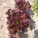 기쁨이네농장 이미지