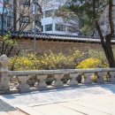 살구꽃가든 이미지