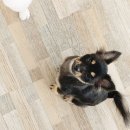 소답동237 이미지