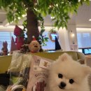 호야켄넬 이미지