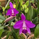 Laelia sincorana black willow 랠리아 신코라나 블랙 윌로우 이미지