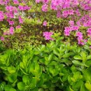 아시아선수촌아파트 이미지