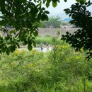 호두나무캠핑장 이미지