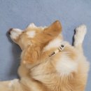 칼라 | 강아지 목줄 추천! 마르셰 코스모스 털끼임 방지 마틴게일 목줄 컴포트칼라 COMFORT COLLAR 후기