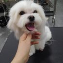 큐티하개_함 | 20160816(화) 충남애견미용학원온양아산점/수컷말티미용/규리네패밀리막내꽁이미용...