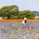 5월 봄축제 국내여행지 이미지