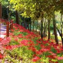 산림욕장 진입로 이미지