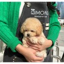 부산강아지분양 디몽 광안리본점 이미지