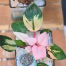 인천갈월초등학교 이미지