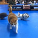 라모타B 이미지