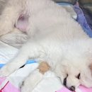 우리가축인공수정소 | 관절사료 고르는법? +경험담