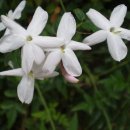 허브꽃농원 이미지