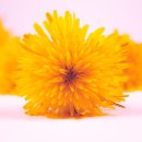 프라나요가 이미지