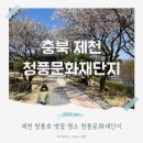 목련(아)1단지경로당 | 제천 청풍호 근처 벚꽃스팟 추천 청풍문화재단지