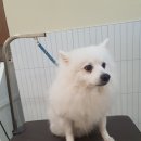 털이몽땅 이미지