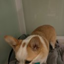 멍크라운 이미지