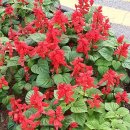 사루비아 - 목포시 송림로 67 | 사루비아