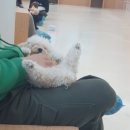 아르멍미르멍 이미지