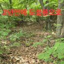 심목청과