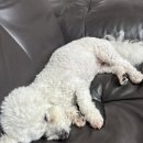 콩이네하우스 이미지