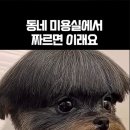 동네미용실 Daum카페