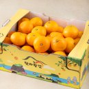 탐라는일상 | 탐라황감 하우스감귤 후기 요약 및 보관법, 대량 구매 시 주의할 점