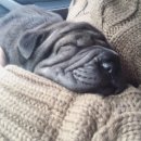 오공이 농장 이미지