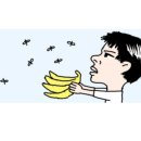 바나나사자 이미지