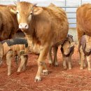 김성태 농장 이미지