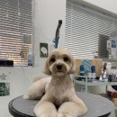 몽글댕글 이미지