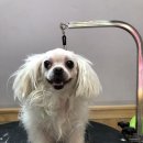 강아지미용실502 이미지