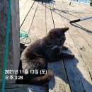 수진좌대2 이미지