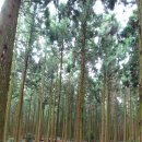 협재숲 이미지