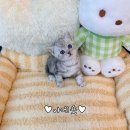 오늘의멍냥 | 개냥이추천 강북구고양이분양 후기보고 찾은 멍냥스타!