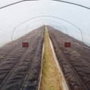 화니농장 이미지