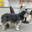 멍멍하개 이미지