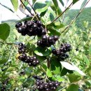 (주)서림식품