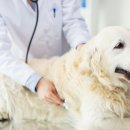 더봄동물병원 이미지