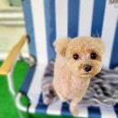 도꾸살롱 이미지