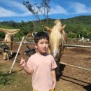 *가을소풍-포니랜드🐎하나 이미지