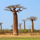바오밥 이미지