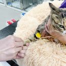 예담동물병원 | 은평구 동물병원 예담24시에서 고양이 건강검진 후기