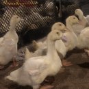 토종축산2 이미지