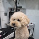 마이펫 부산대점 이미지