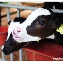 부자목장 이미지